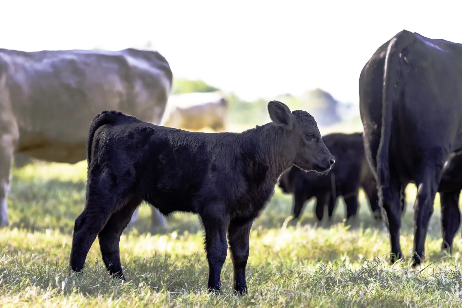 Cattle and field care — bovine veterinary services in Rigby, ID