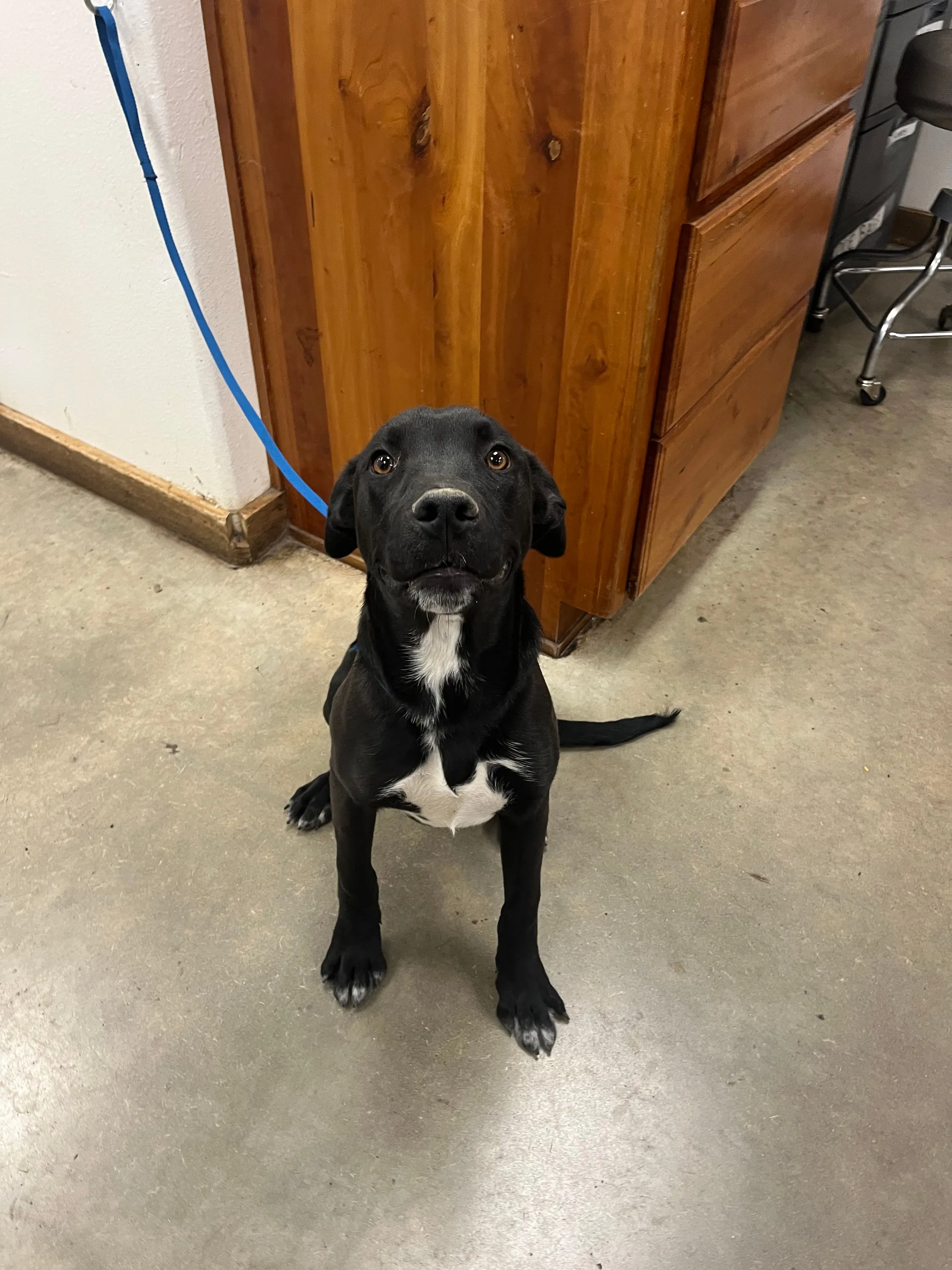 Cola