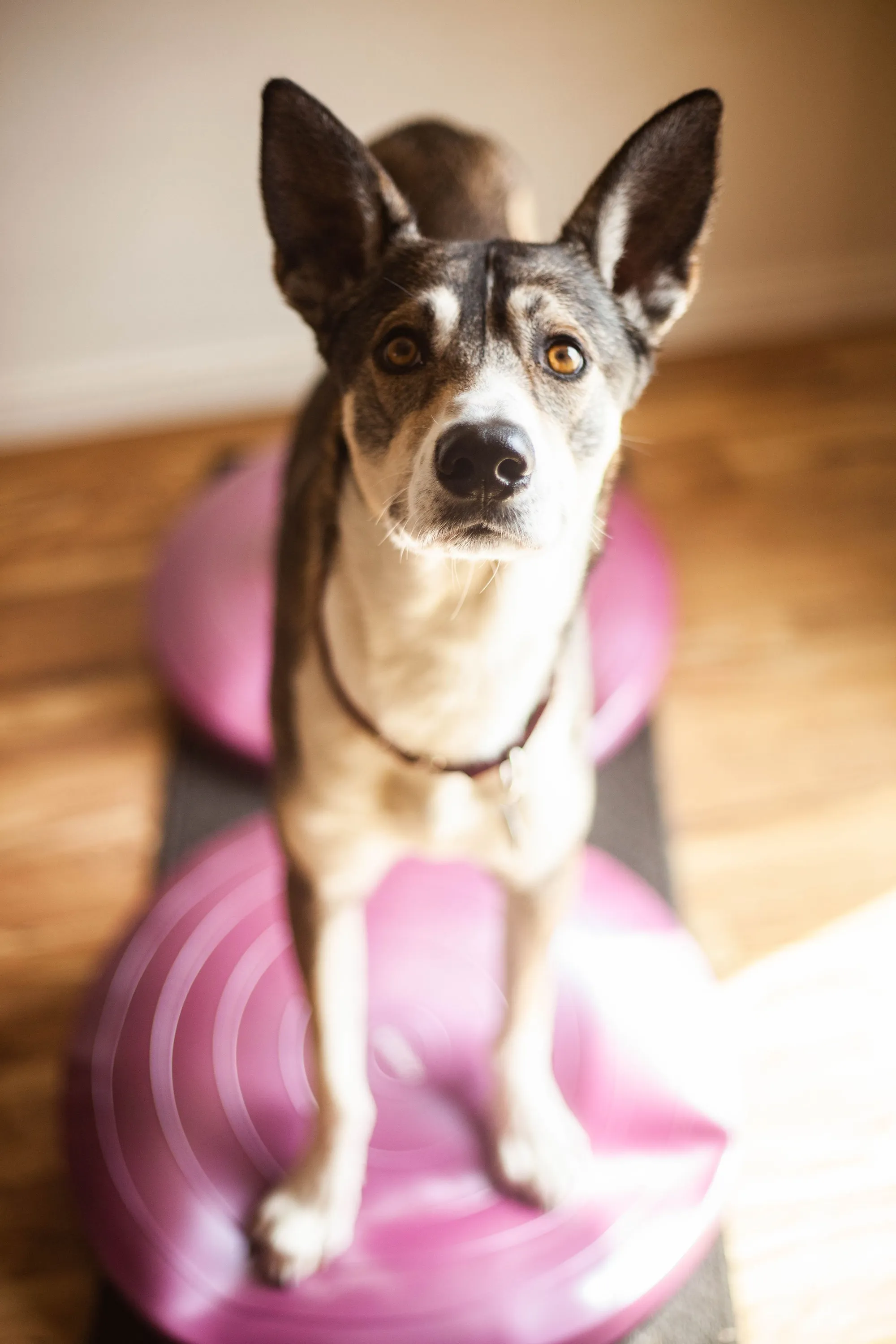 Dog rehabilitation session at Mountain River Veterinary Hospital in Rigby, Idaho